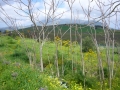 calatefimi segesta (11)